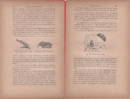 Bruco della Vitana Crisalide della Vitana / Farfalla della Vitana. Vecchia stampa - copertina