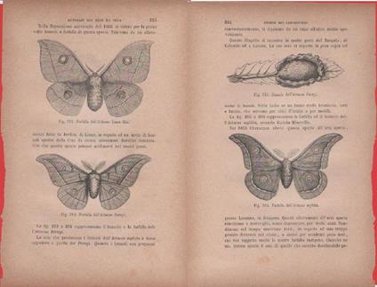 Bozzolo dell'Attacus Pernyi Farfalla dell'A. mylitta / Farfalle di Attacus Yama - copertina