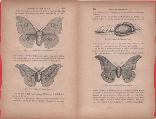 Bozzolo dell'Attacus Pernyi Farfalla dell'A. mylitta / Farfalle di Attacus Yama - copertina