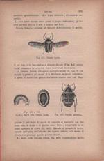 Cetonia dorata / Larva e guscio C. dorata / Cetonia splendida. Vecchia stampa