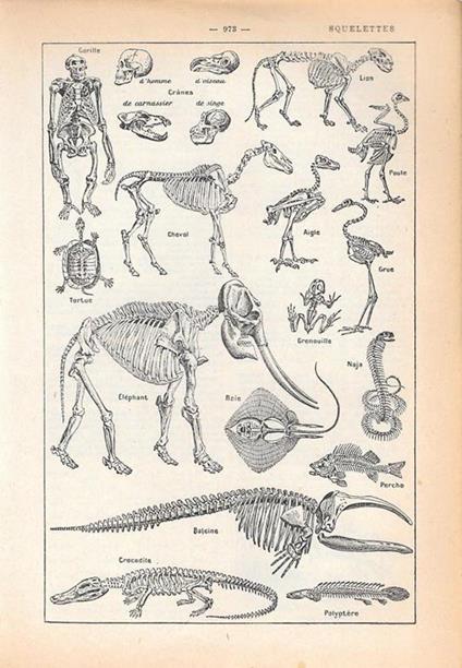 Squelettes. Stampa 1954 - copertina