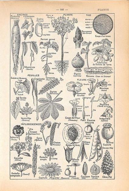 Plante. Stampa 1954 - copertina