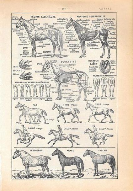 Cheval. Stampa 1954 - copertina