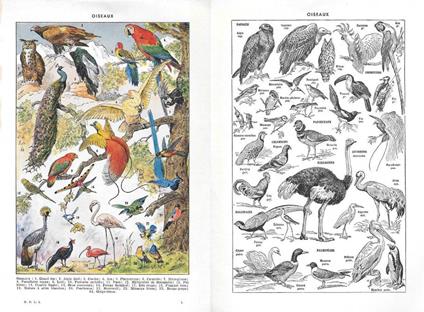 Oiseaux. Stampa 1954, fronte/retro - copertina