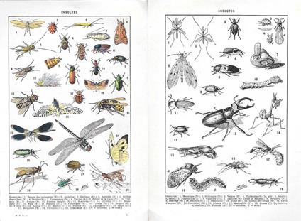 Insectes. Stampa 1954, fronte/retro - copertina