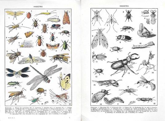 Insectes. Stampa 1954, fronte/retro - copertina