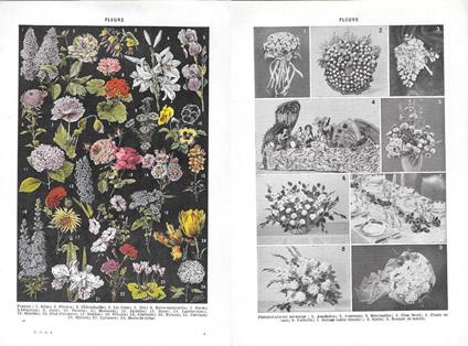 Fleurs. Stampa 1954, fronte/retro - copertina