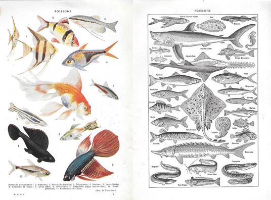 Poisson. Stampa 1954, fronte/retro - copertina