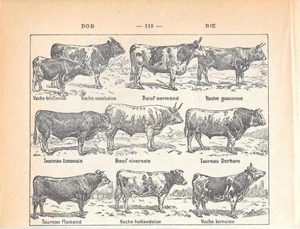 Boeuf. Stampa 1954 - copertina