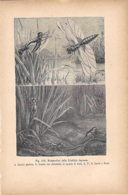 Metamorfosi della Libellula depressa. Stampa 1893 - copertina