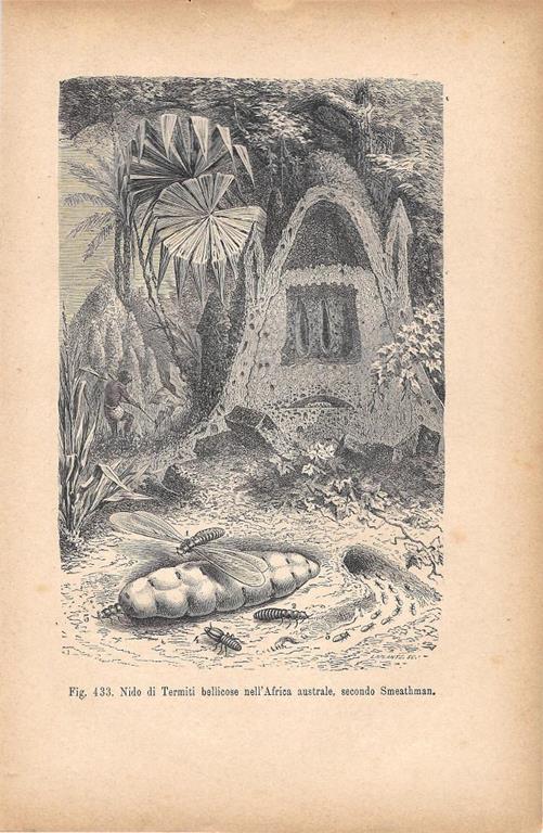 Nido di Termiti bellicose nell'Africa australe, secondo Smethman. Stampa 1893 - copertina