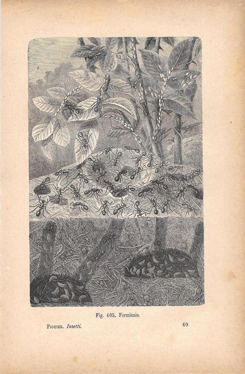 Formicaio. Stampa 1893 - copertina