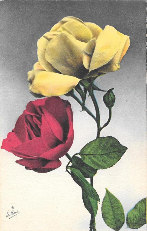 Rosa gialla e rosa rossa. non viaggiata - copertina