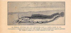 Le Clarias, anguille que l'on rencontre dans le partie bas du Nile. Stampa 1923 - copertina