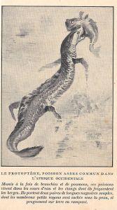 Le Protoptere, poisson assez commun dans l'Afrique occidentale. Stampa 1923 - copertina