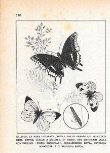 Charaxe jasius/Pieris brassicae. Stampa 1947 - copertina