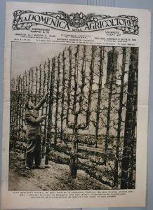 Una spalliera adulta di peri allevati a palmetta Verrier. Stampa 1935 - copertina