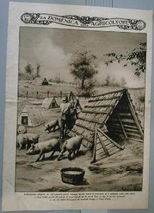L' allevamento all'aperto dei suini presenta grandi vantaggi... Stampa 1935 - copertina