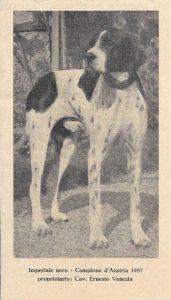 Imperiale nero. Campione d'Austria 1937. Stampa 1937 - copertina