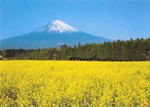 The Spring. Fuji with rape-blossoms. Non viaggiata - copertina