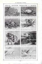 Strani granchi terrestri e marini. Stampa 1923