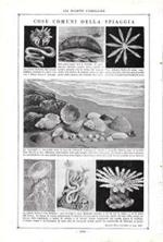 Cose comuni della spiaggia / Bernardo l'eremita nel guscio altrui. Stampa 1923, fronte retro