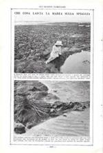 Che cosa lascia la marea sulla spiaggia. Stampa 1923