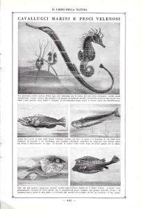 Cavallucci marini e pesci velenosi. Stampa 1923 - copertina
