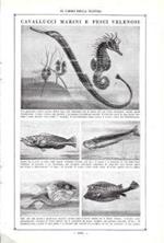 Cavallucci marini e pesci velenosi. Stampa 1923