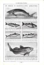 Un pesce in scintillante armatura / Pesci che si trasformano durante la loro vita. Stampa 1923, fronte retro