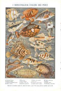 I meravigliosi colori dei pesci / Come i pesci volanti lottano per la vita. Stampa 1923, fronte retro - copertina