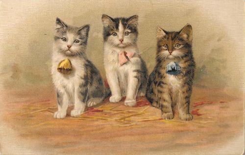 Tre gattini con fiocco. Non viaggiata - copertina