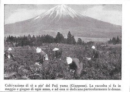 Coltivazioni di te a pie' del Fuji yama (Giappone). Stampa 1934 - copertina