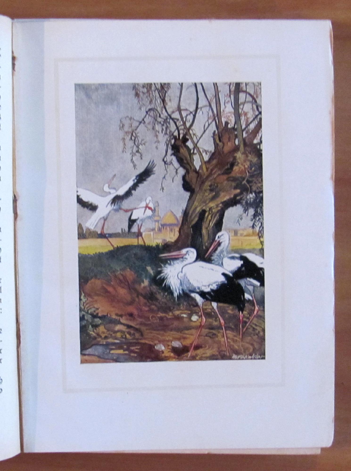 Hauffs Marchen (Fiabe Di Hauff), 1917 - Ill. Winkler