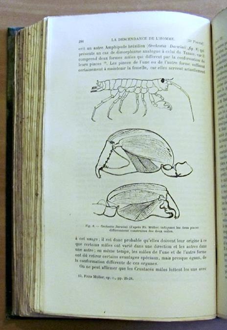 La Descendance De L'Homme Et La Selection Sexuelle -Traduit Par Edmond Barbier Dapres La Seconde Edition Anglaise Revue Et Augmentee Par L'Auteur Di: Darwin Charles, M. A., F.R.S., Etc. - 3