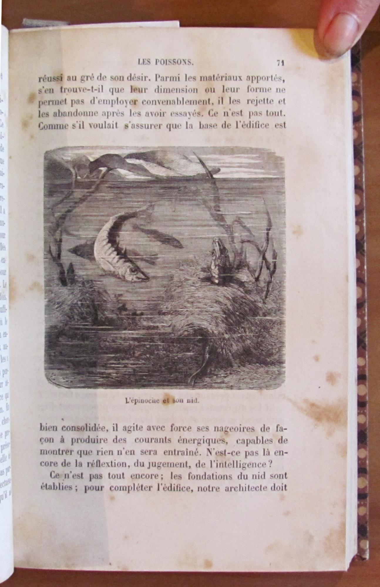 L' INTELLIGENCE DES ANIMAUX - Bibliotheque des Merveilles, 1881