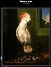 Natura viva in casa Medici: Dipinti di animali dai depositi di palazzo Pitti - copertina