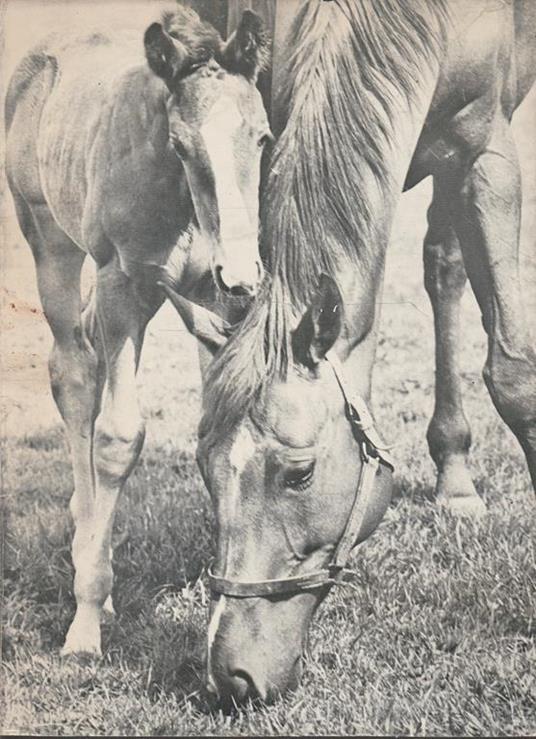 Come nasce un cavallo - copertina