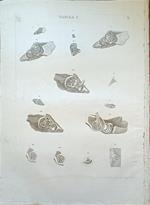 Tabula Anatomica C