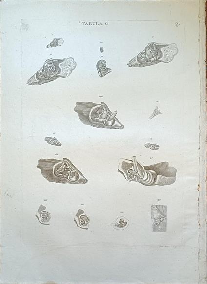 Tabula Anatomica C - copertina