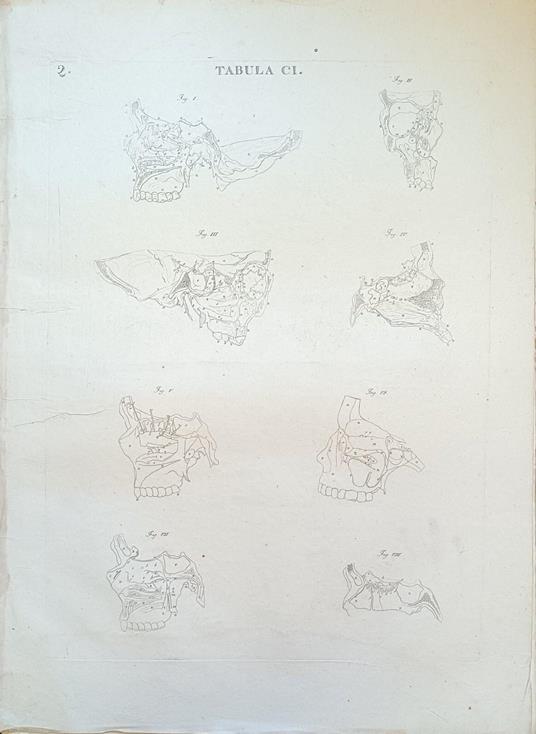 Tabula Anatomica Ci - copertina