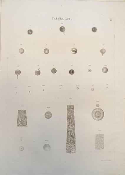 Tabula Anatomica Xcv - copertina