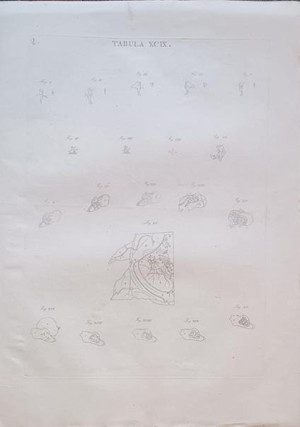 Tabula Anatomica Xcix - copertina