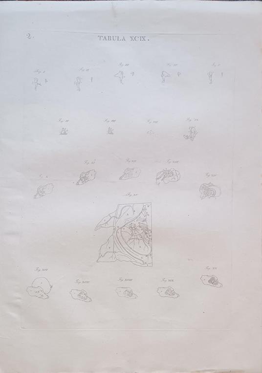 Tabula Anatomica Xcix - copertina