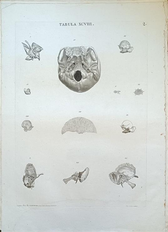 Tabula Anatomica Xcviii - copertina