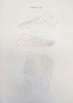 Tabula Anatomica Xl