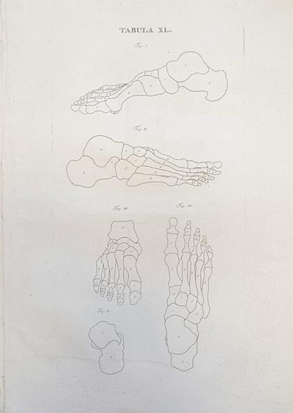 Tabula Anatomica Xl - copertina