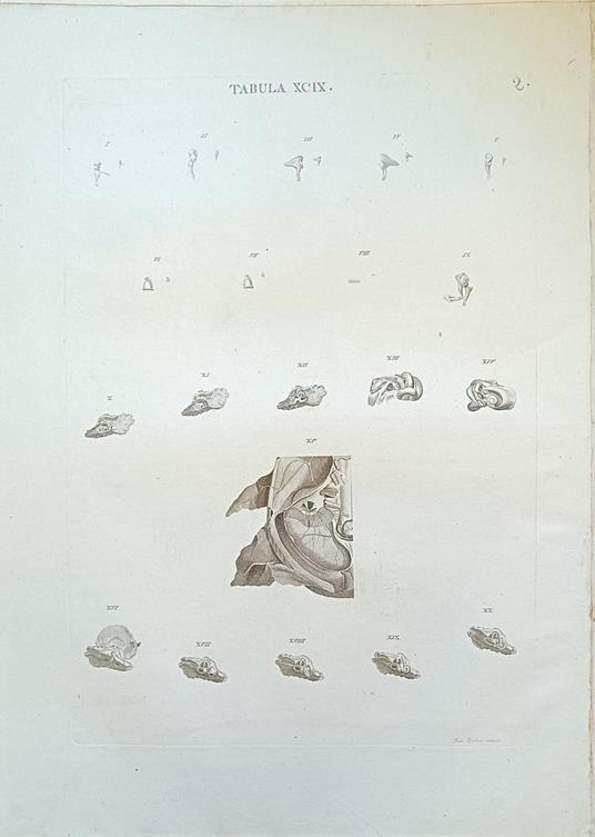 Tabula Anatomica Xcix - copertina