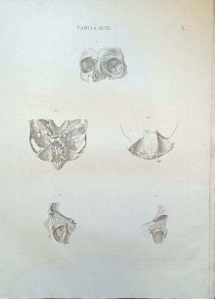 Tabula Anatomica Xciii - copertina