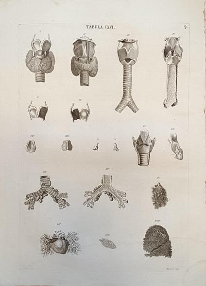Tabula Anatomica Cxvi - copertina
